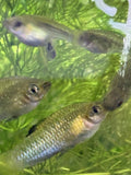 Guppy Grass (Najas guadalupensis)