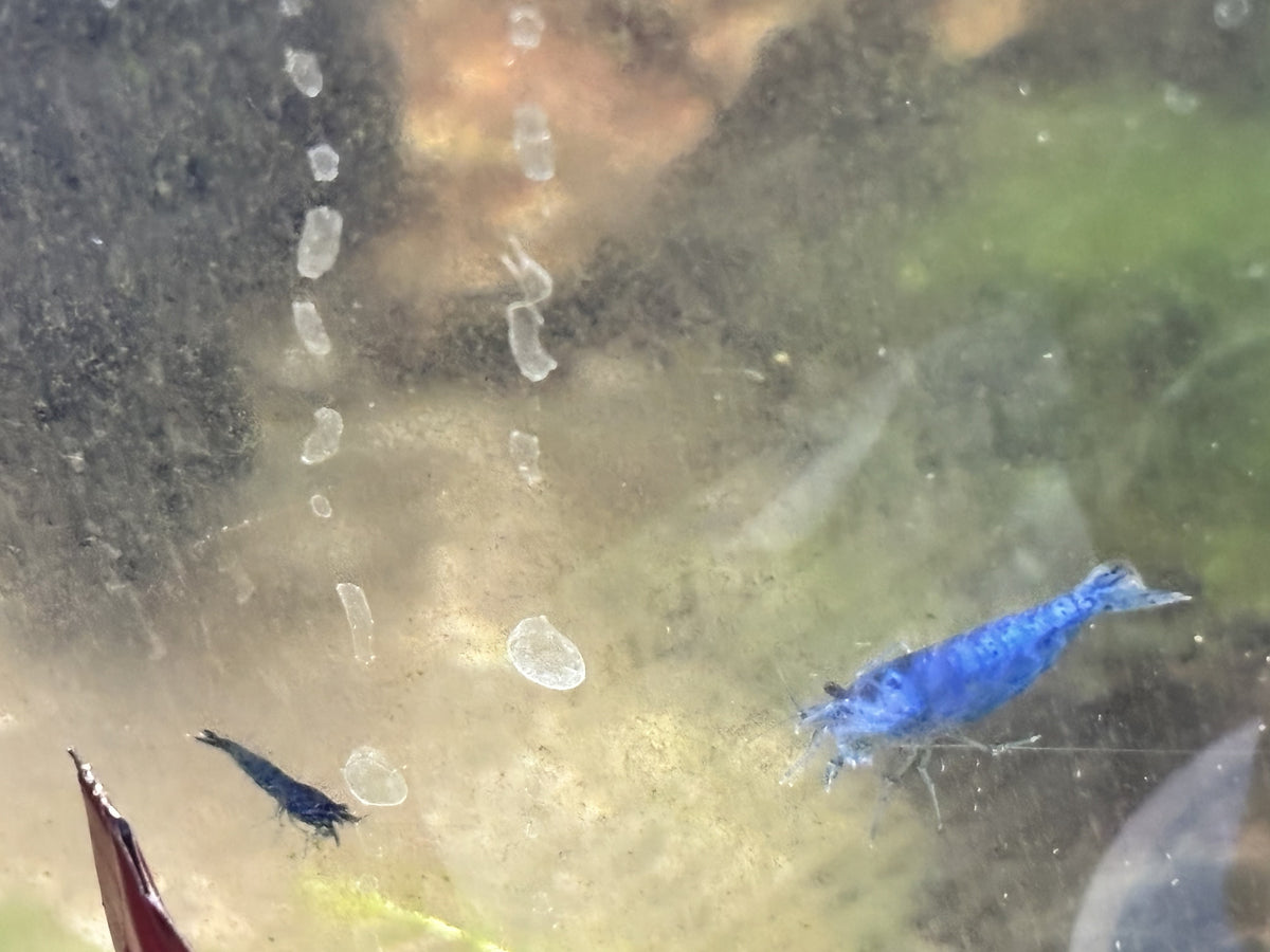 Blue Dream Shrimp 5+1 Pack