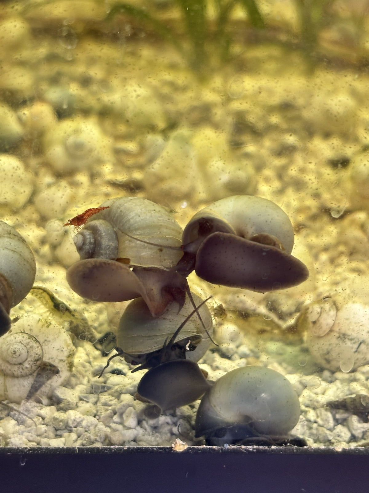 Blue Mystery Snail