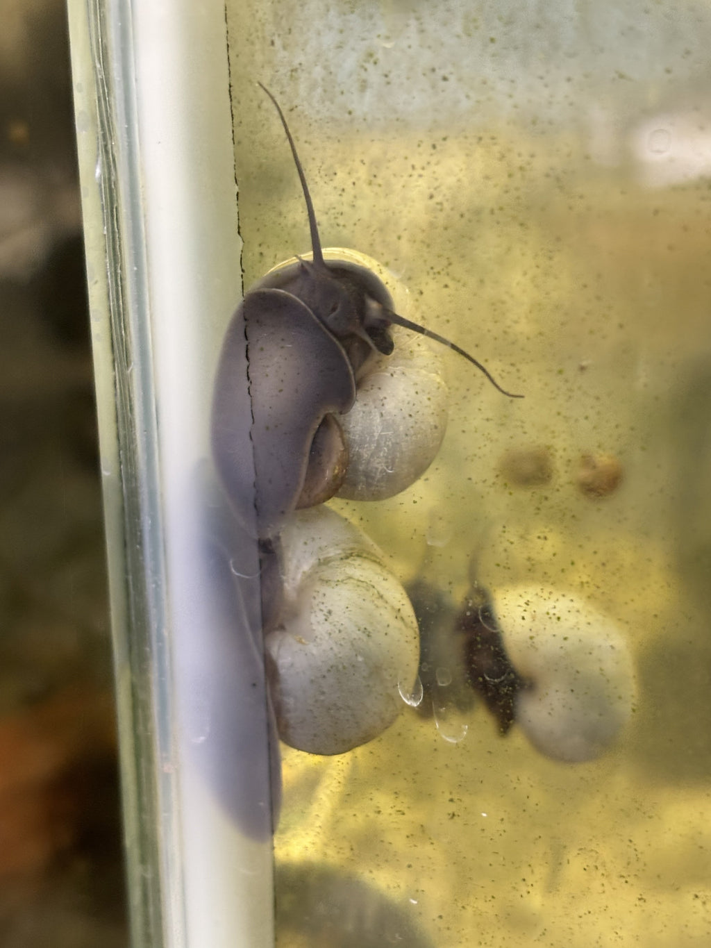 Blue Mystery Snail