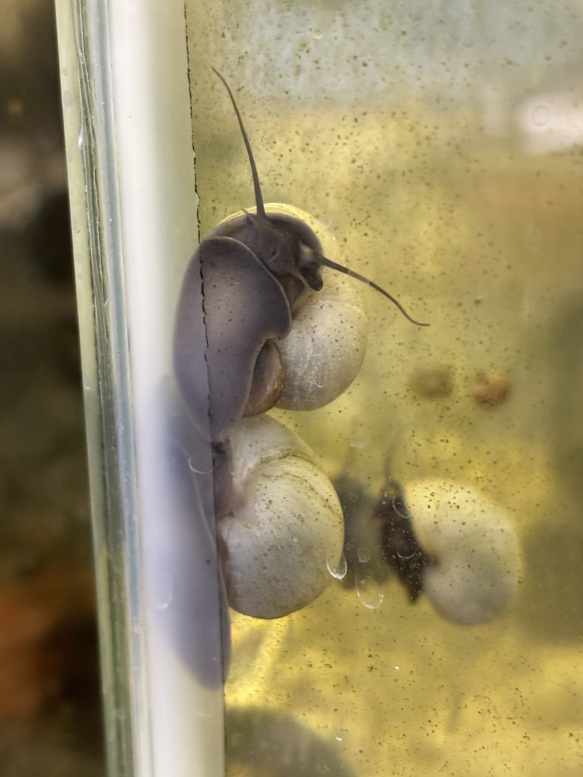 Blue Mystery Snail