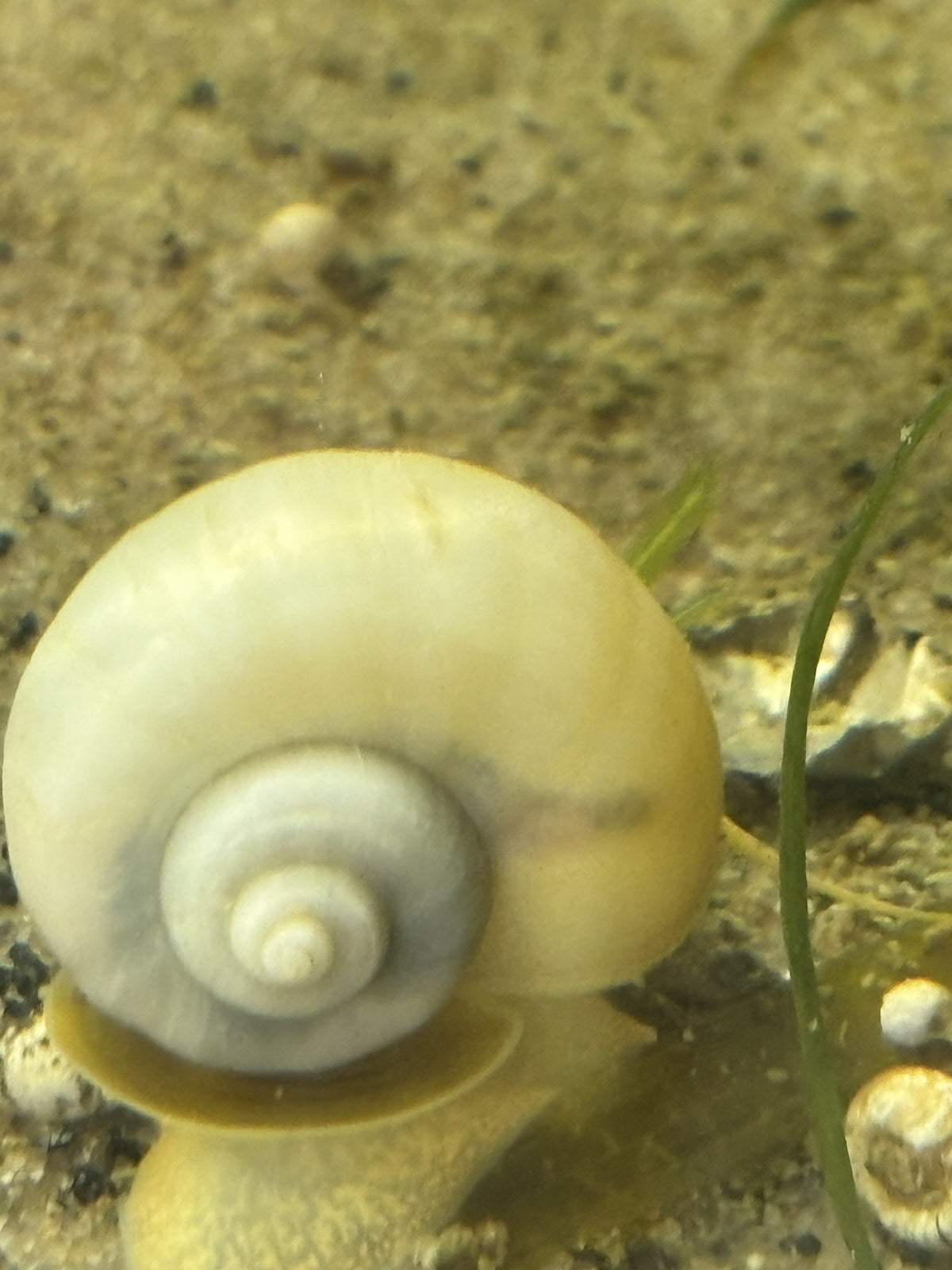 Ivory Mystery Snail