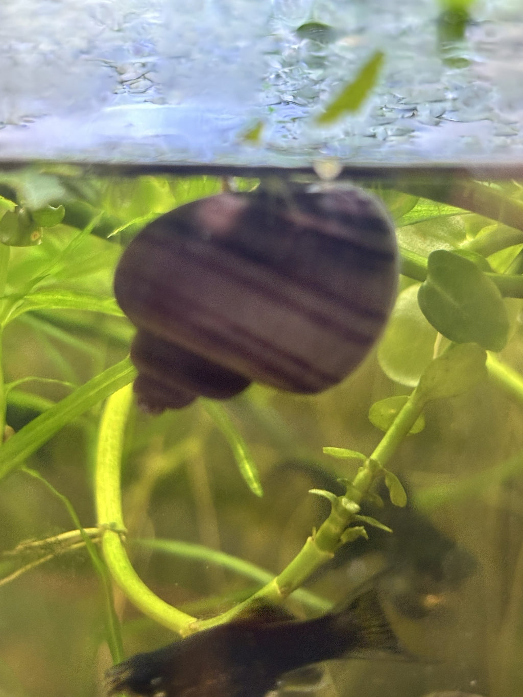 Purple Mystery Snail