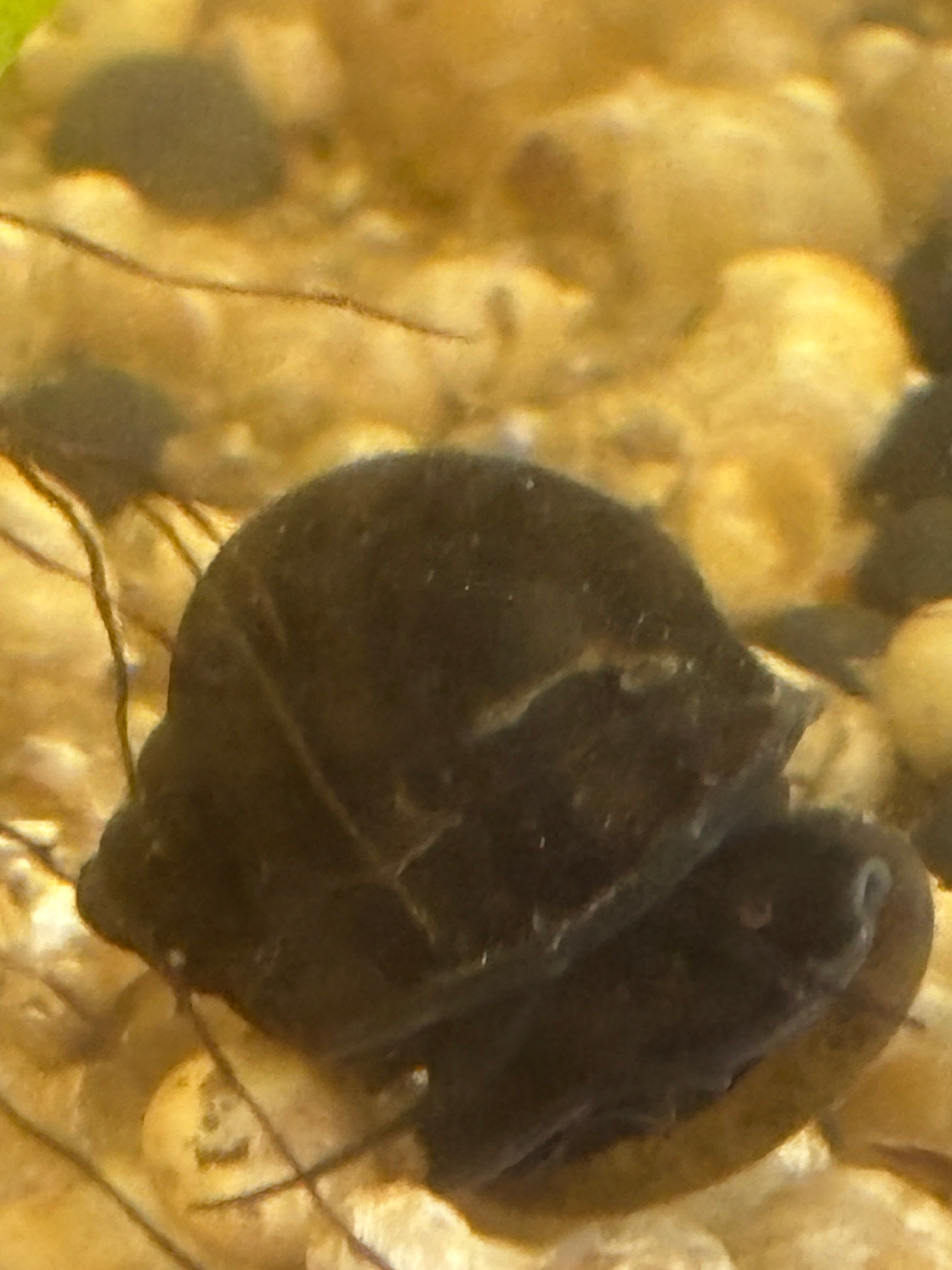 Purple Black Mystery Snail