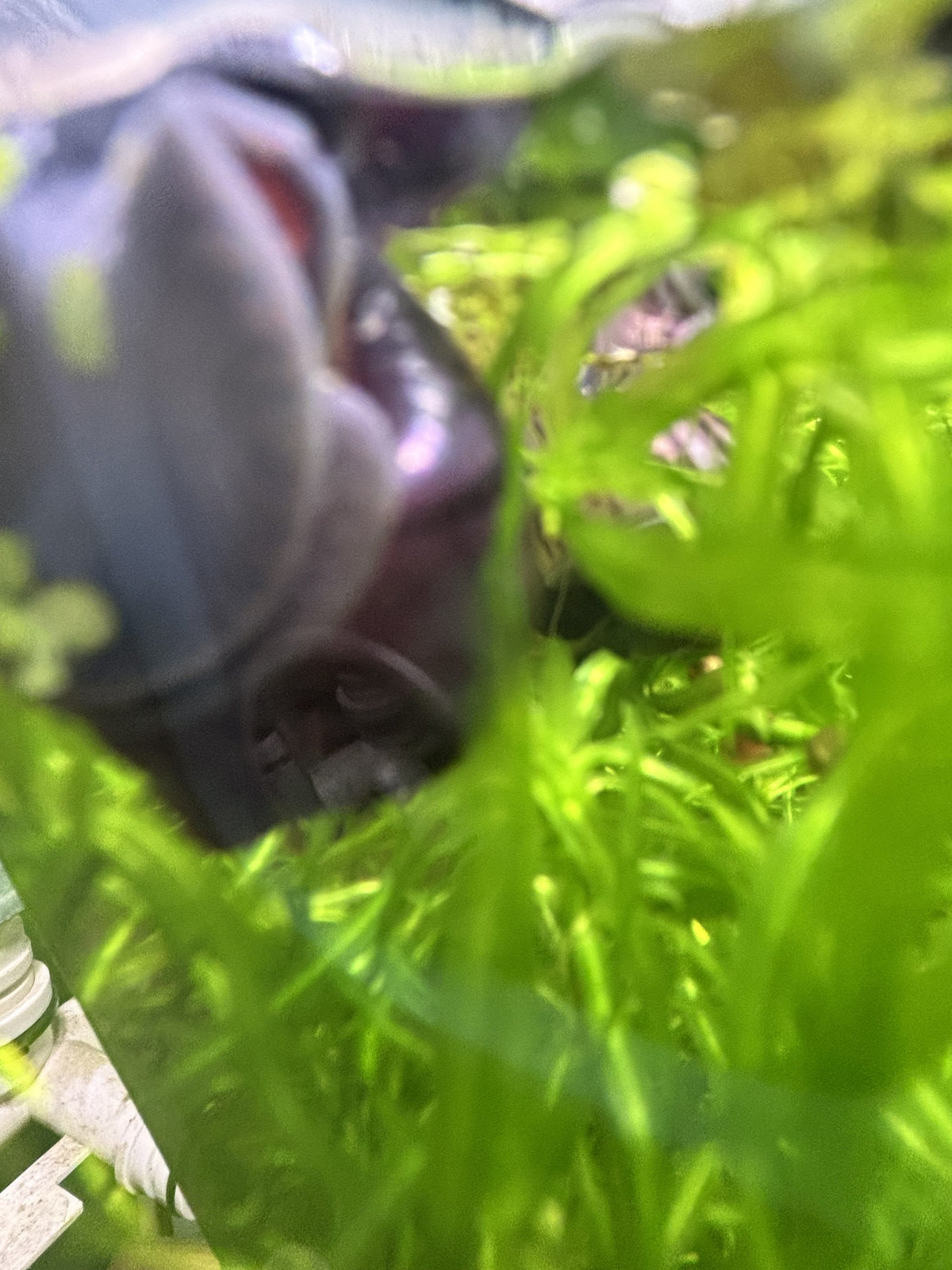 Purple Mystery Snail