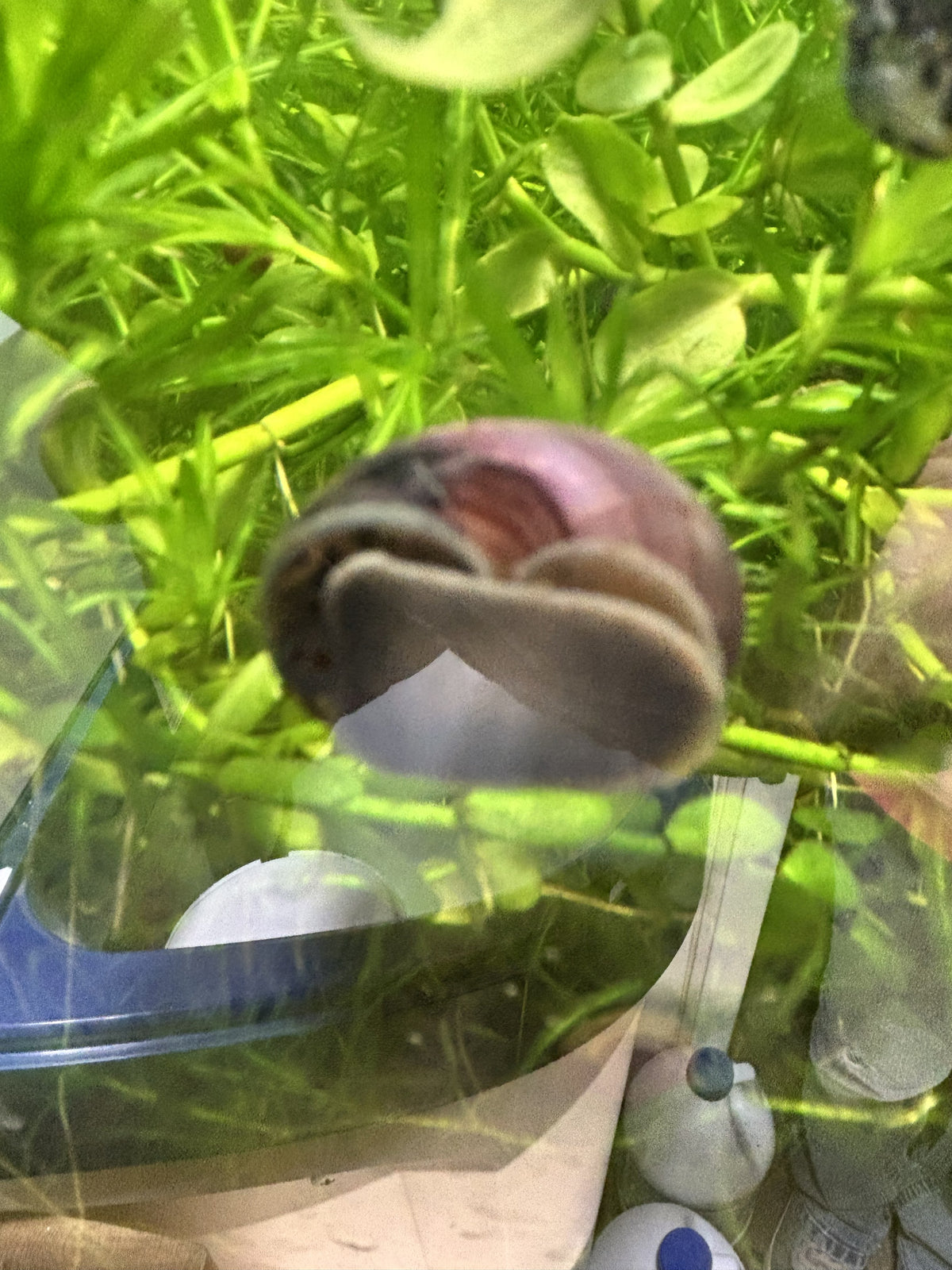 Purple Mystery Snail