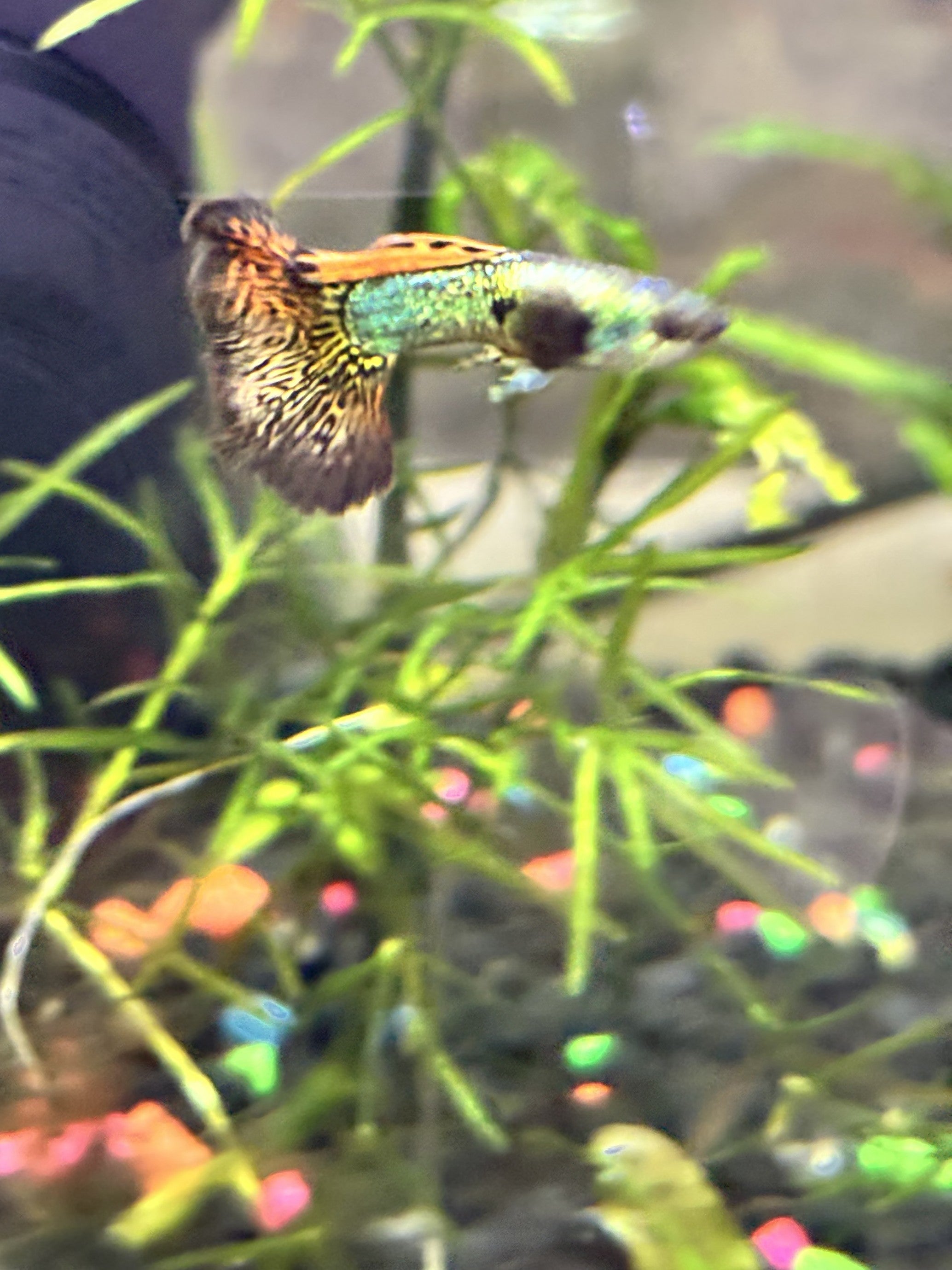 Red Dragon Guppy (Home Bred)