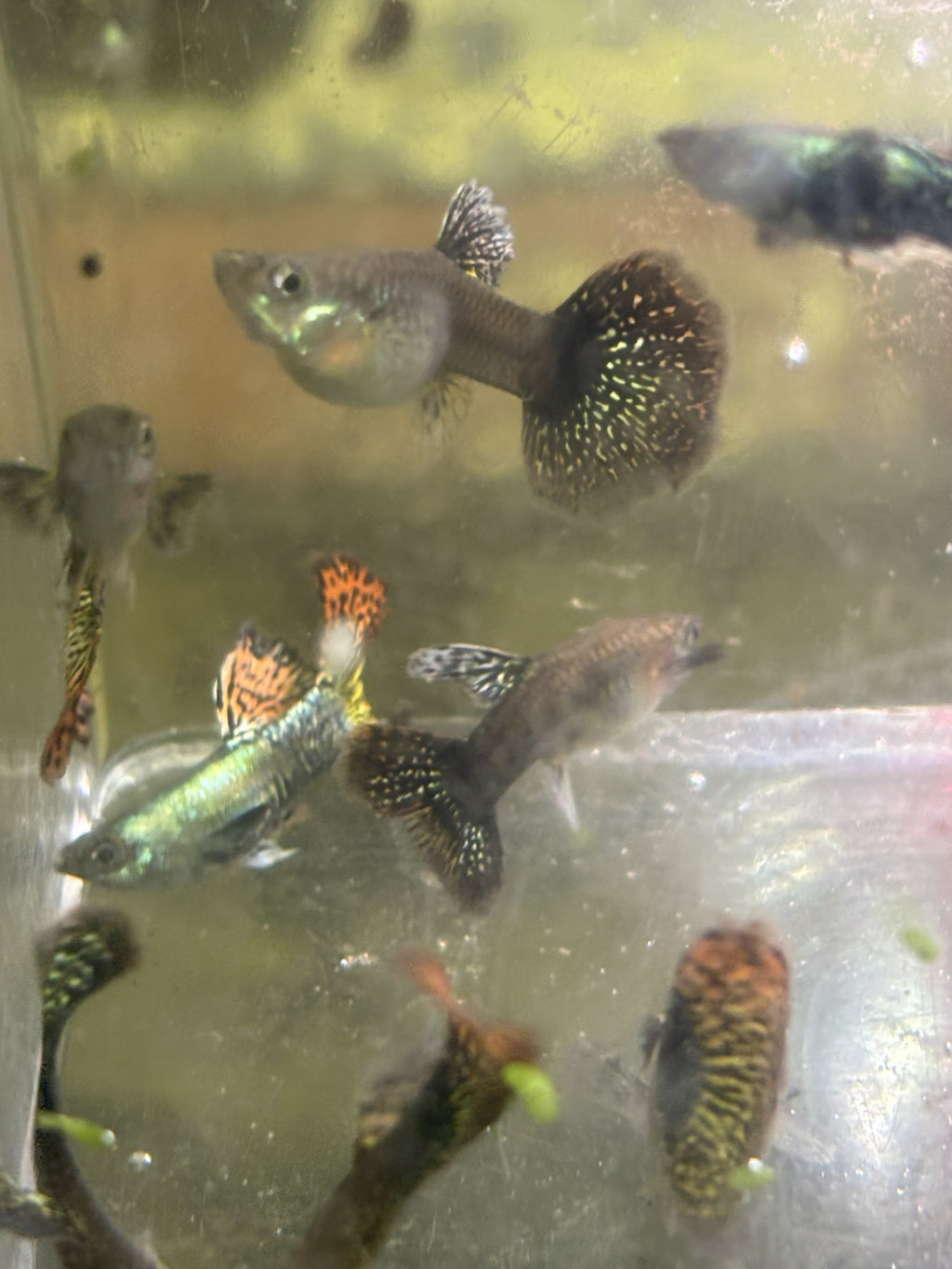 Red Dragon Guppy (Home Bred)