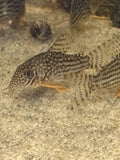 (Adult) Sterbai Corydora (Corydoras sterbai)