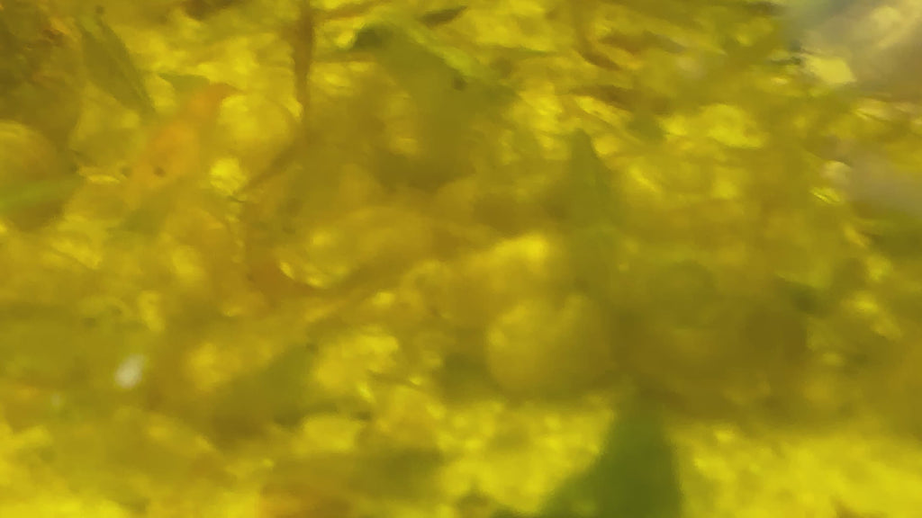 Green Jade Shrimp Culls (10+2)