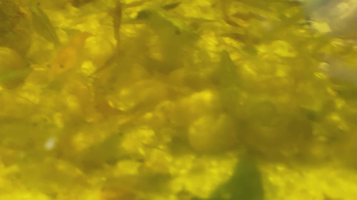 Green Jade Shrimp Culls (10+2)